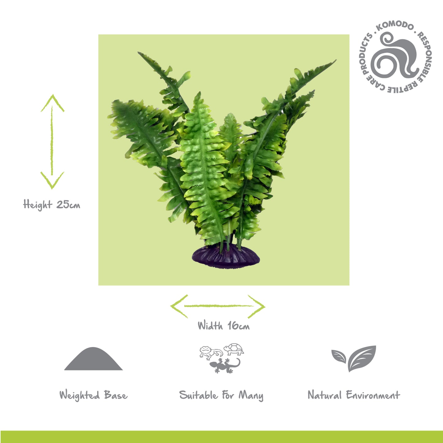 Boston Fern Plant