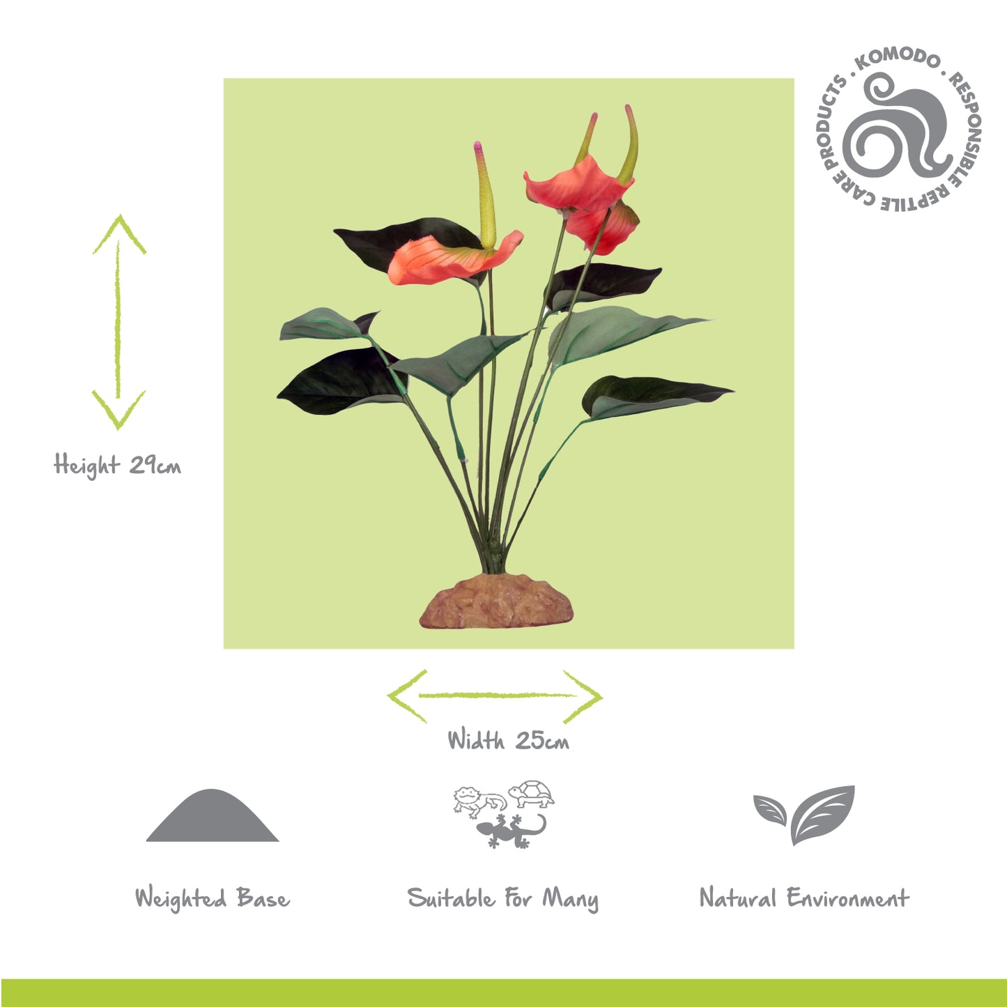 Anthurium Bush