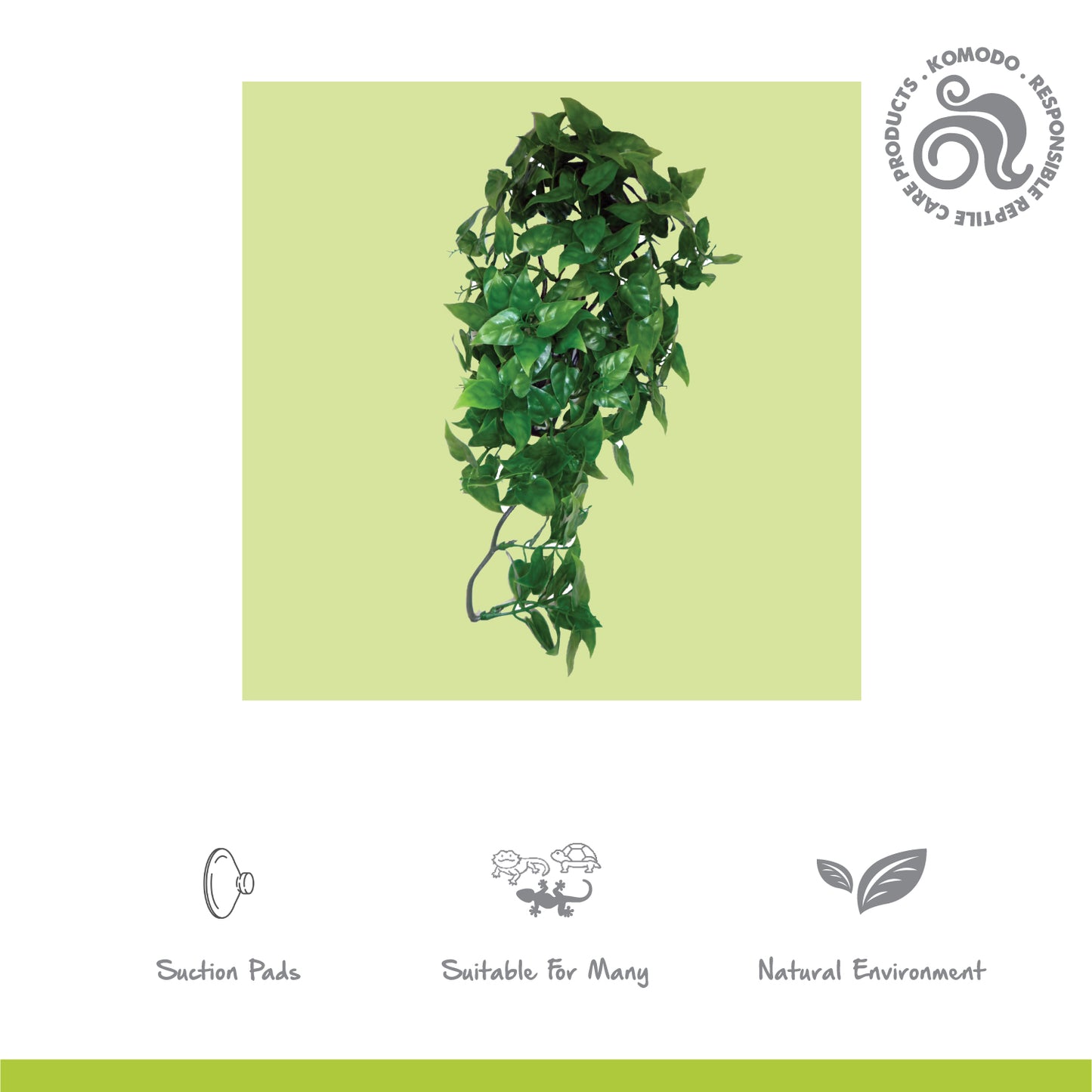 Philodendron Plant