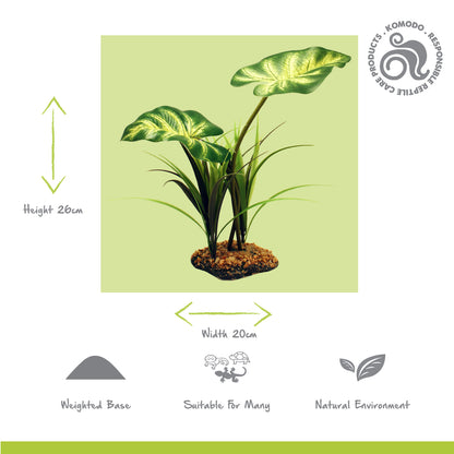 Broadleaf Canopy