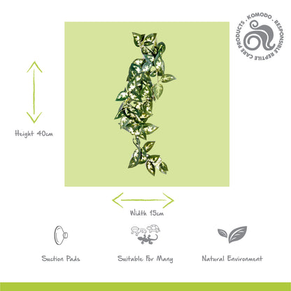 Borneo Hanging Vine