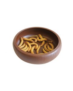 Mealworm Dish