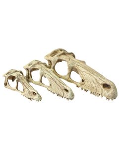 Raptor Skulls