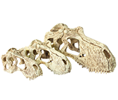 T-rex skulls